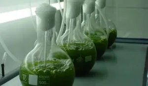 México avanza en energías limpias: patentan método con microalgas para producir biodiésel