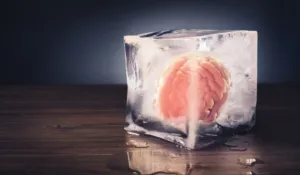 Congelar el cerebro ya no es ficción: científicos logran “revivir” señales neuronales