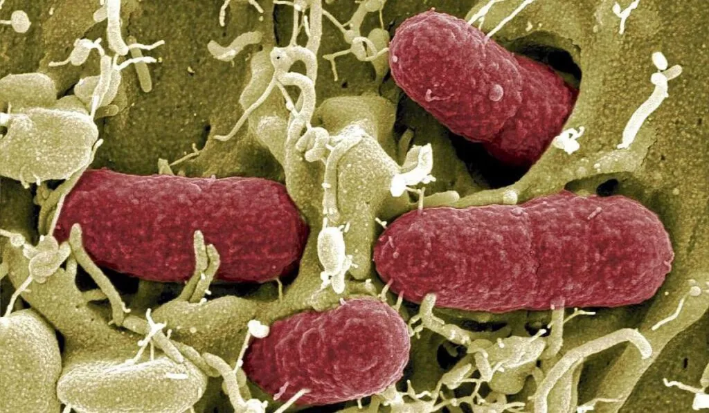 IA crea virus para combatir superbacterias y abre una nueva era en la medicina
