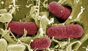 IA crea virus para combatir superbacterias y abre una nueva era en la medicina