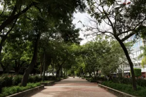 Camellones verdes, clave para la resiliencia climática: Alfredo Del Mazo Maza