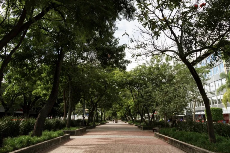 Camellones verdes, clave para la resiliencia climática: Alfredo Del Mazo Maza