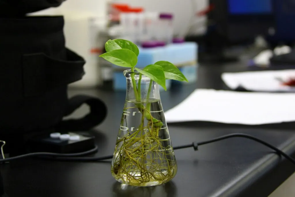 Biotecnología vegetal con innovación, edición genómica y ciencia aplicada en España.