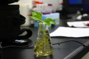 Biotecnología vegetal con innovación, edición genómica y ciencia aplicada en España.