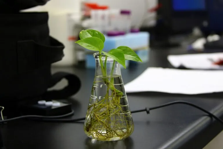 Biotecnología vegetal con innovación, edición genómica y ciencia aplicada en España.