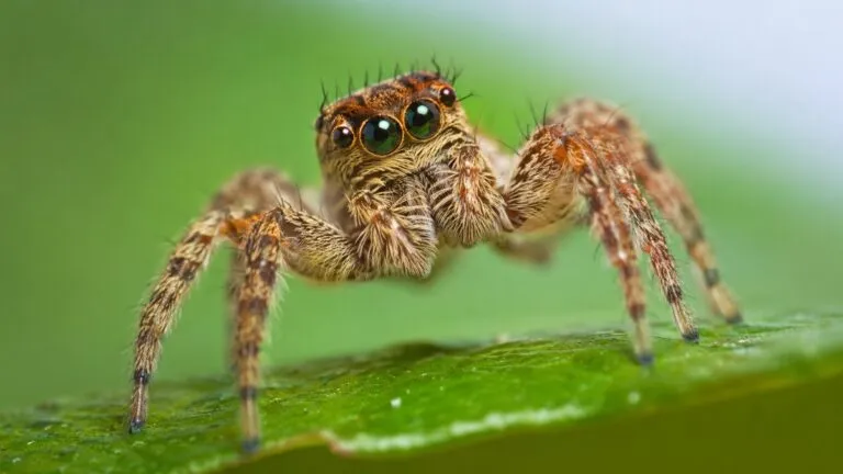 Cámara 3D inspirada en ojos de araña con visión artificial y bajo consumo energético para inteligencia artificial y robótica.