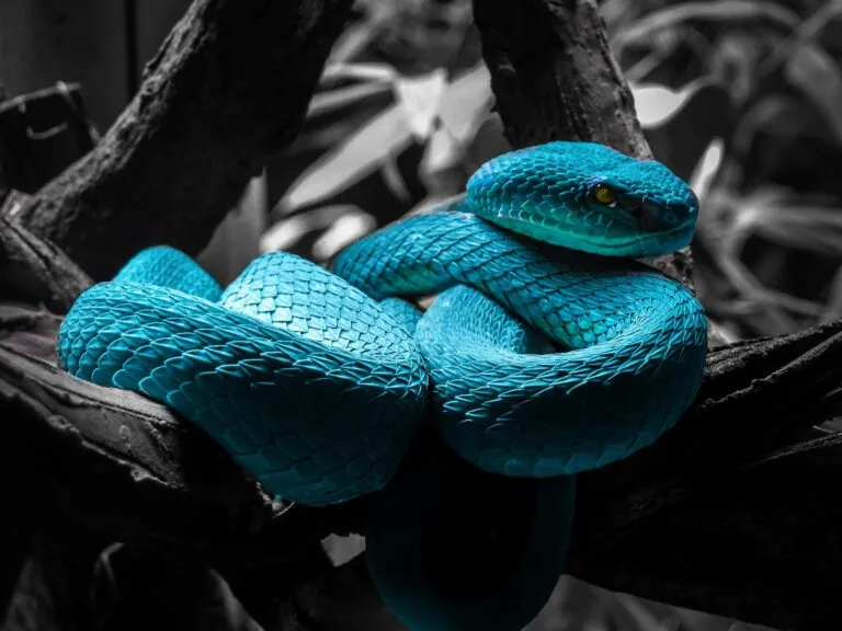 Serpientes impulsan investigaciones científicas en Perú para proteger la biodiversidad mediante innovación y nuevos estudios.