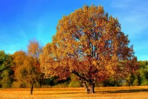CRISPR mejora la resistencia del castaño europeo mediante biotecnología forestal en España