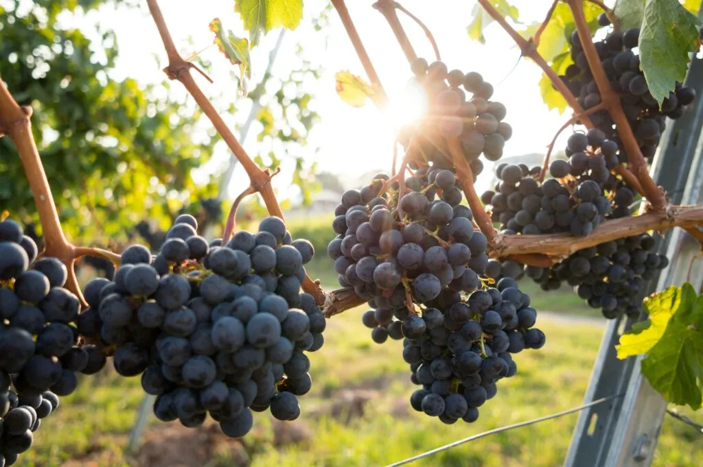Centro de innovación de frutas en España con laboratorios de biotecnología e investigación agrícola sostenible.