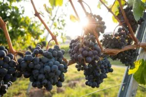 Centro de innovación de frutas en España con laboratorios de biotecnología e investigación agrícola sostenible.