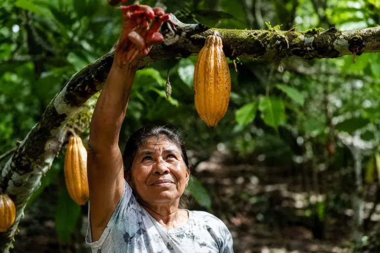 Chagras amazónicas combinan saber indígena, biodiversidad y producción de alimentos en la Amazonía colombiana