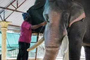 Elefantes robot participan en rituales de templos de India para reducir el uso de animales vivos