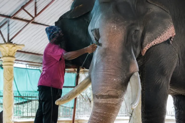 Elefantes robot participan en rituales de templos de India para reducir el uso de animales vivos