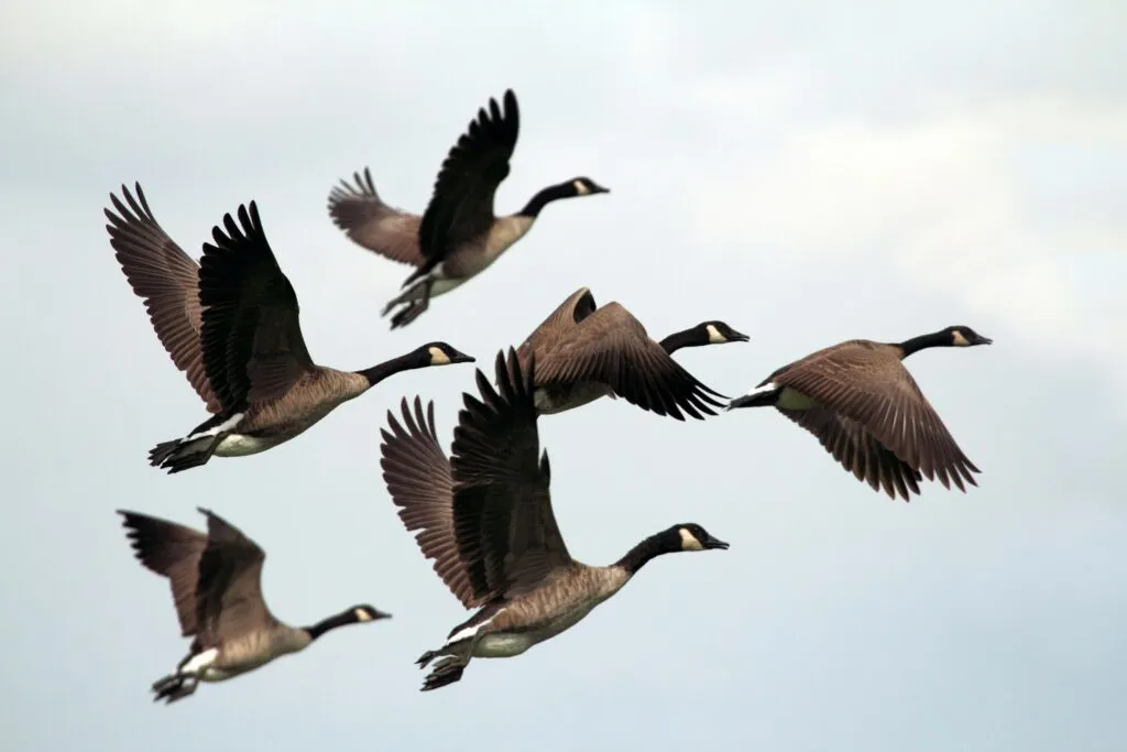 Aves migratorias de las Ciénegas de Lerma protegidas mediante educación y tecnología