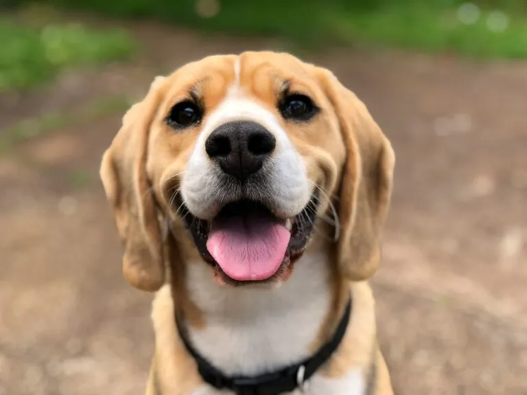Edad de los perros y factores de ADN, raza y tamaño relacionados con su envejecimiento