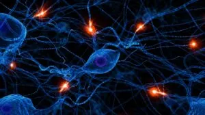 Tejido cerebral congelado de ratón recupera actividad neuronal en un avance para la neurociencia