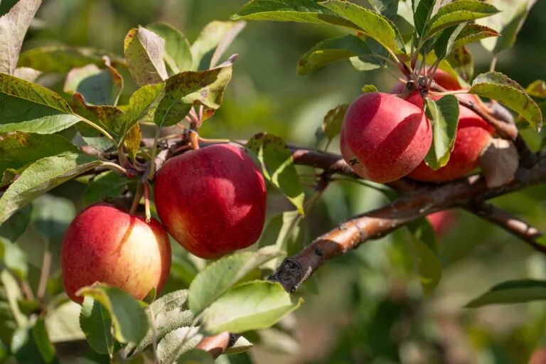 El 5-ALA mejora la fotosíntesis, la resistencia climática y la calidad de las frutas mediante agricultura de precisión.