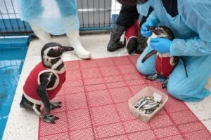Chalecos con cobre y zinc protegen heridas de pingüinos rescatados en Chile bajo cuidado veterinario.