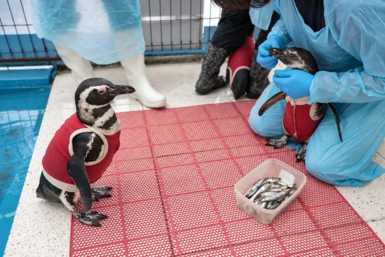 Chalecos con cobre y zinc protegen heridas de pingüinos rescatados en Chile bajo cuidado veterinario.