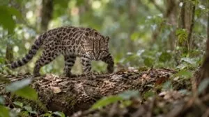 Gato tilcayo de pelaje marrón con rosetas oscuras en un bosque nublado de Bolivia.