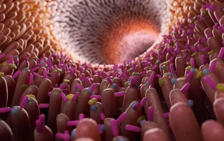 Eje intestino cerebro muestra cómo la microbiota mantiene comunicación con el sistema nervioso y la salud mental