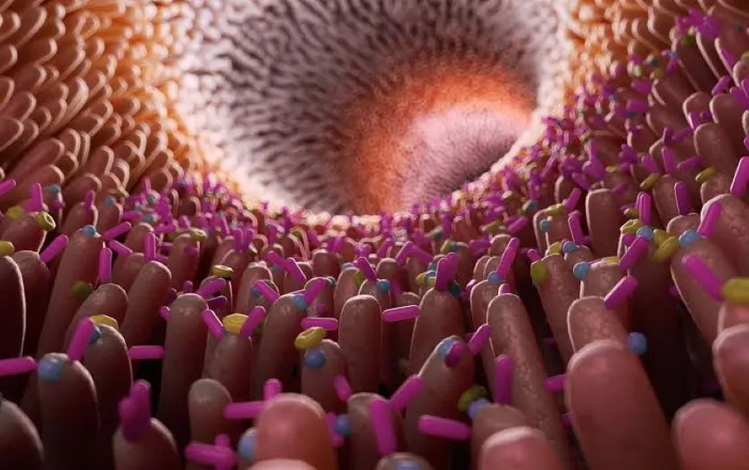 Eje intestino cerebro muestra cómo la microbiota mantiene comunicación con el sistema nervioso y la salud mental