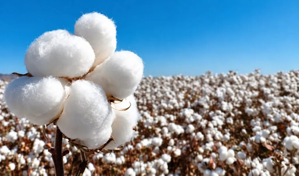 Tecnología agrícola transforma la cosecha de algodón en Texas con maquinaria automatizada y sistemas de precisión