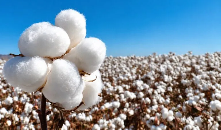Tecnología agrícola transforma la cosecha de algodón en Texas con maquinaria automatizada y sistemas de precisión