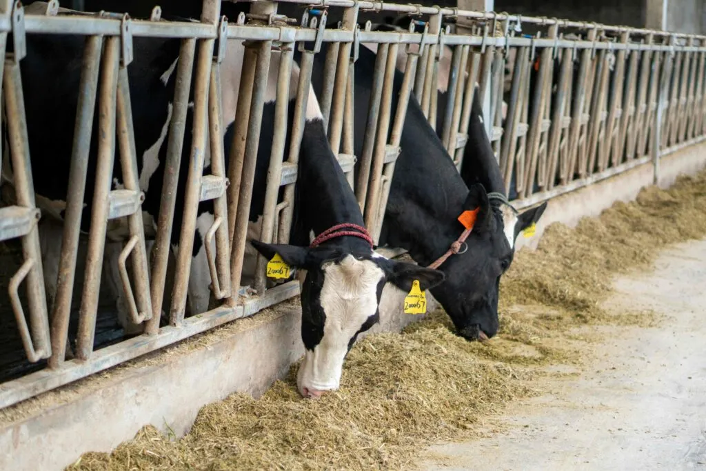 Tecnología ganadera utiliza sensores, datos y trazabilidad para mejorar la producción de leche y carne.