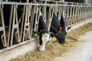 Tecnología ganadera utiliza sensores, datos y trazabilidad para mejorar la producción de leche y carne.