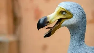 Inteligencia artificial y dodo, ave extinta que científicos buscan recrear mediante ingeniería genética y reconstrucción de ADN.