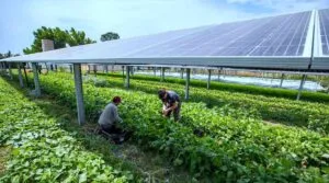 Torre de agricultura aeropónica con plantas cultivadas sin tierra mediante un sistema de riego por nutrientes.