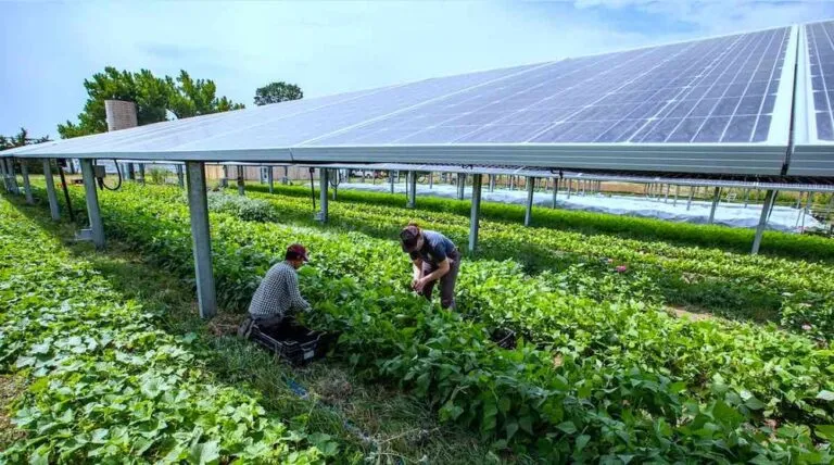 Torre de agricultura aeropónica con plantas cultivadas sin tierra mediante un sistema de riego por nutrientes.