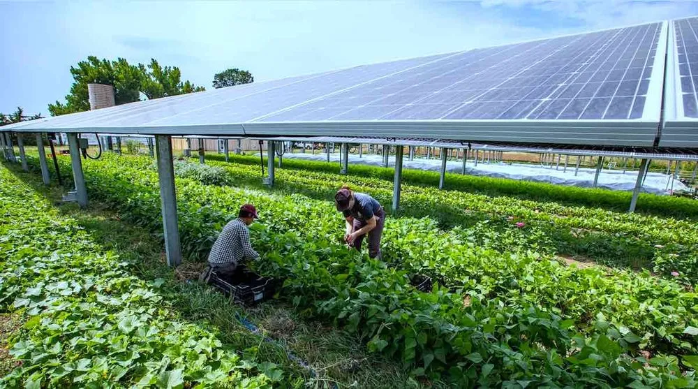 Torre de agricultura aeropónica con plantas cultivadas sin tierra mediante un sistema de riego por nutrientes.