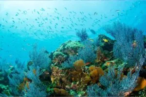 Mapy4 explora el futuro de la conservación marina mediante inteligencia artificial aplicada al monitoreo del Mar de Cortés.