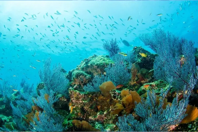 Mapy4 explora el futuro de la conservación marina mediante inteligencia artificial aplicada al monitoreo del Mar de Cortés.