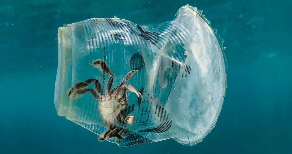 ragmentos de unicel reciclado junto a un recubrimiento experimental y un envase de frutos rojos, como representación de la innovación desarrollada en la UNAM.
