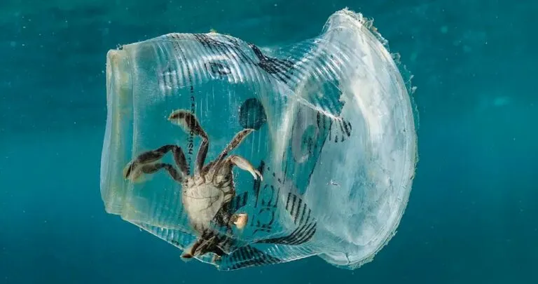 ragmentos de unicel reciclado junto a un recubrimiento experimental y un envase de frutos rojos, como representación de la innovación desarrollada en la UNAM.